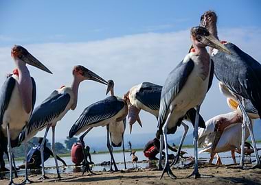 marabou birds at lake