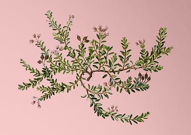 Vintage Botanical on Pink