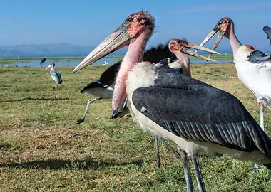 birds marabou at lake
