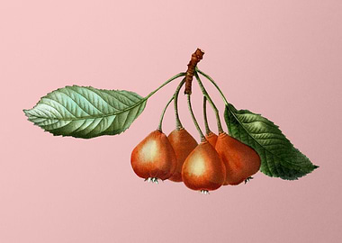 Vintage Fruit on Pink