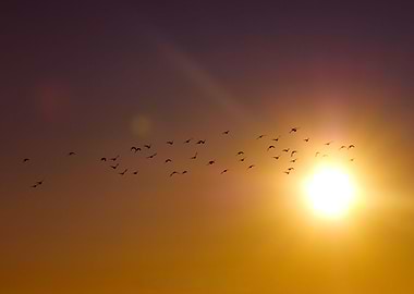 Birds of Sunrise