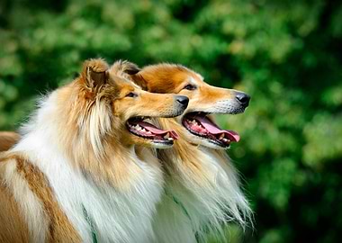 Rough Collie Longhaired