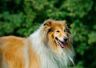 Rough Collie Longhaired