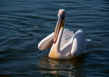 bird pelican
