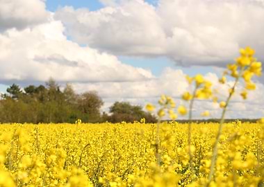 Rapeseed