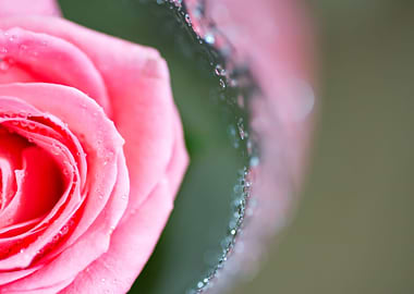 rose with water drops