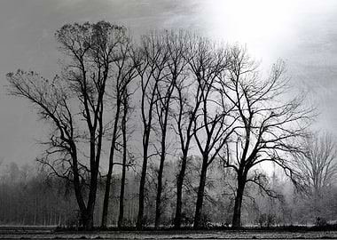 Multiple Tree Silver Plate