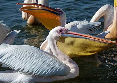 feeding pelican