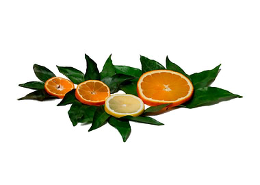 Citrus Fruits Composition