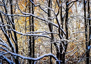 SnowCovered Oak Trees