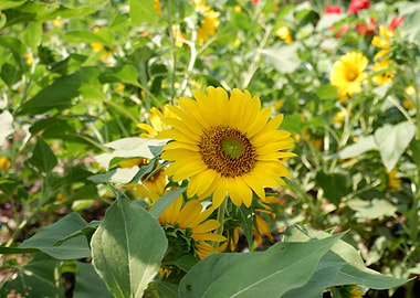 Beautiful Sunflower