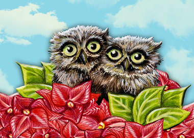 Little Owls