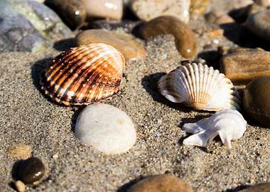 the remains of the shells