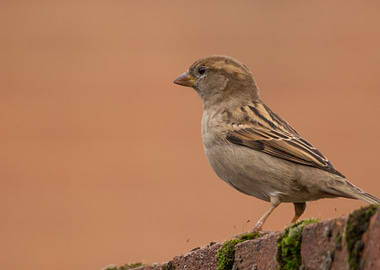 Sparrow