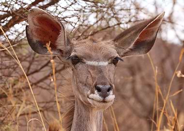 Kudu Female Portrait 3606