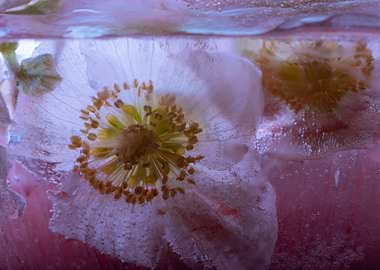 Christmas rose in ice 1