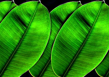 Natures green beauty