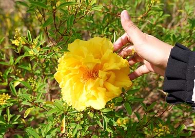 Beautiful Fresh Flower