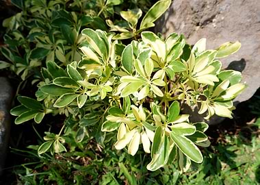 Beautiful Leafy Plant