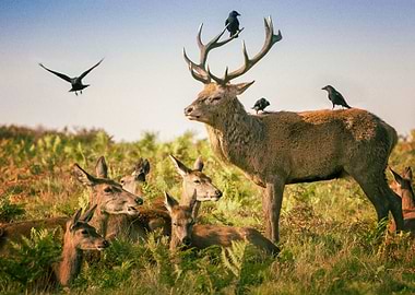Deer