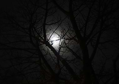 Moon through trees