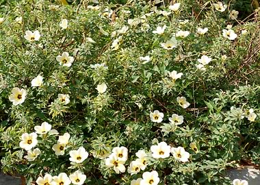 Beautiful Fresh Flower