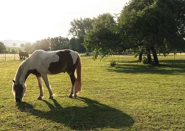 White and brown horse