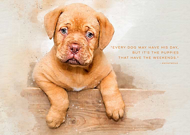 Every Dog Has His Day