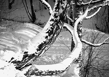 Birch Trees Snow Sunny Day