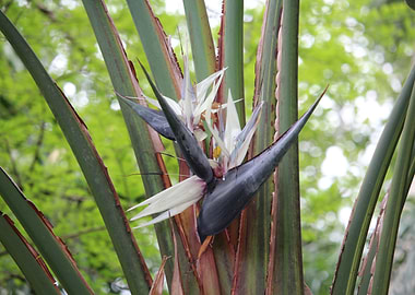 Bird of Paradise