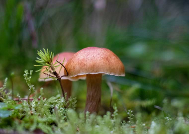 Mushrooms