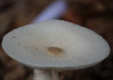 Single mushroom