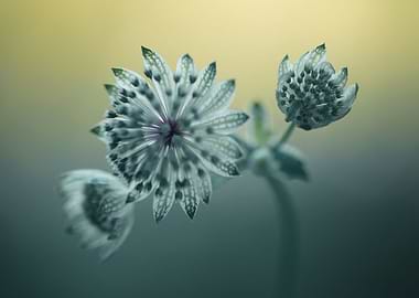 Astrantia impression