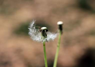 Dandelion