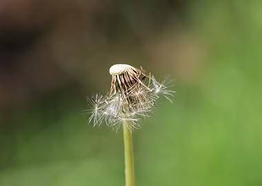 Dandelion
