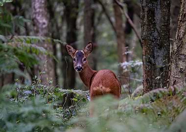 Deer in the Woods
