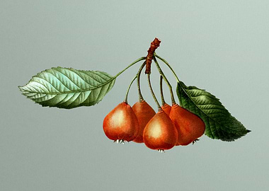 Botanical Drawing on Green