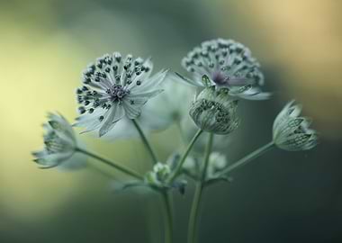 Astrantia impression