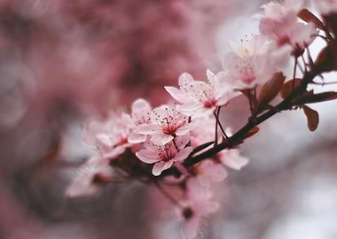 Cherry Blossoms