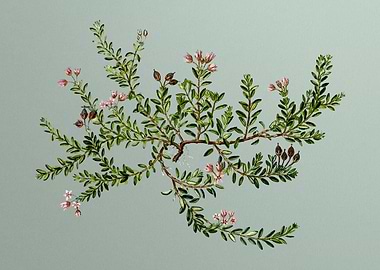 Vintage Botanical on Green