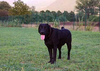 Labrador