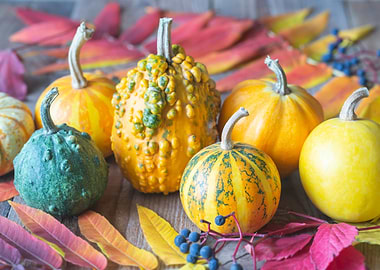 Ornamental pumpkins