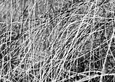 Abstract Willow In Winter