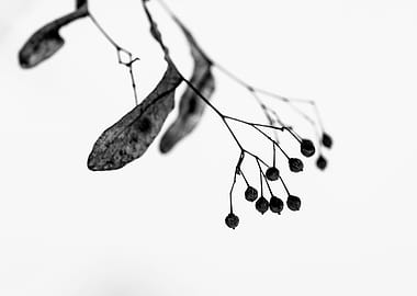 Linden Tree Seeds On White