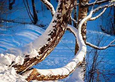 Birch Trees In Snow Season