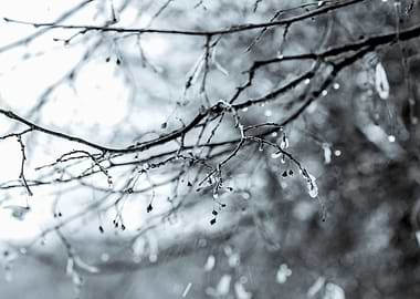 Silver Rain Of Autumn