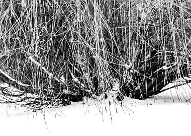 Willow Tree In Wintertime