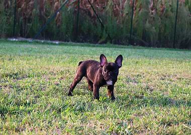 Bulldog Puppy