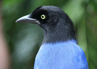 Blue and Black Bird