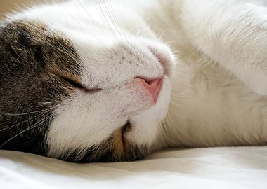 Cute cat sleeping